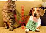 壞狗狗掛牌示眾 你們...應該看不懂吧? 壞狗狗掛牌示眾 你們...應該看不懂吧?