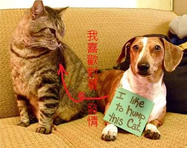 壞狗狗掛牌示眾 你們...應該看不懂吧？