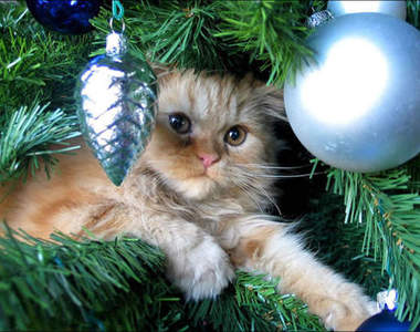 《貓的聖誕節》喵～人家也想要過聖誕節喵ᵔᴥᵔ