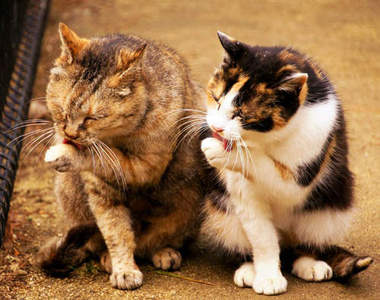 《同步貓》同步率高達 99.99999999999 %