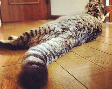 幸福就像貓尾巴一樣～所以～～快去抓你家貓的尾巴吧！（大誤XDDD)