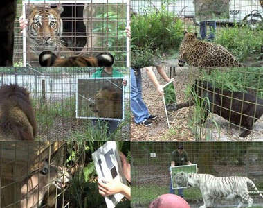 『鏡子實驗』動物首次看到鏡子中的自己時...