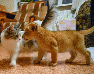 獅子加老虎 蹦出《獅獅虎》家貓當媽媽 吼~