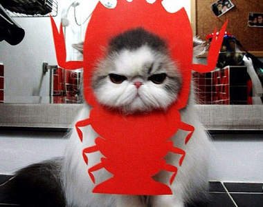 傲嬌萌貓「希望」 可愛到讓人也很希望有一隻