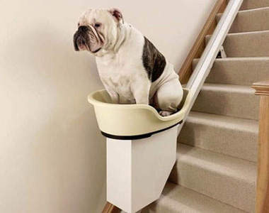 《寵物電梯》胖嘟嘟的動物們也有電梯可坐啦XD