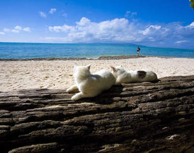 《貓島》位於太平洋上琉球的貓天堂ᵔᴥᵔ