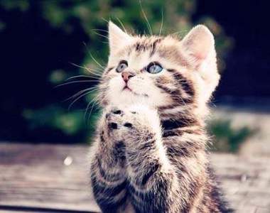 《貓咪的拜託》好啦～你說什麼我都答應你！喵～