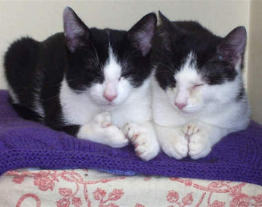 好嚇人～兩貓54趾等待領養