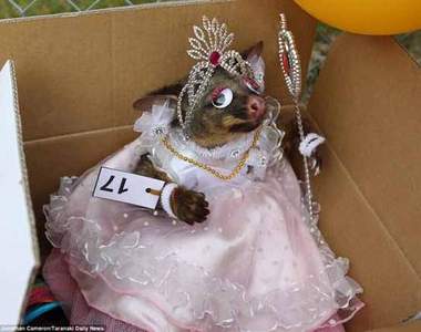 《袋貂COSPLAY大賽》這是什麼巫術？！