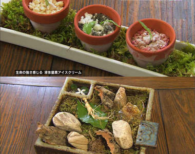 《美食冤大頭》高級韓國料理 怎麼好像盆栽?
