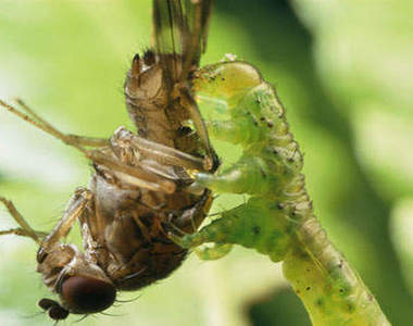 毛蟲界的肉食殺手　夏威夷球果尺蛾幼蟲