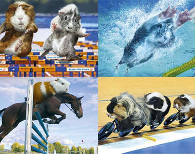 《天竺鼠運動會2013月曆》毛絨絨小寶貝動感衝刺中！