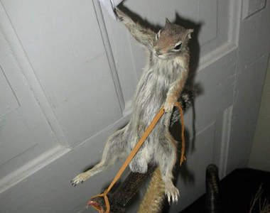 松鼠騎響尾蛇～動物頻道看不到的奇景