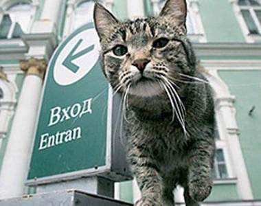 《博物館貓》俄羅斯冬宮博物館的合法居留者！