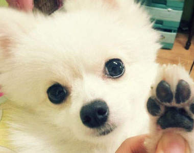 韓國狗狗掃墓去~牠也有小韓服可以穿喔◕‿◕