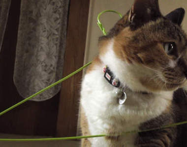 《真‧貓咪衣架》（ⓛωⓛ*）毛茸茸的登場～～