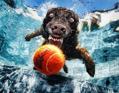 小狗在水中接球的表情(驚)