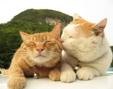 最受喜愛的貓咪種類～喵～ᵔᴥᵔ