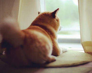 傳說能帶來幸福的《柴犬屁屁》♥ 你感受到這份幸福了嗎？