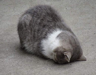 貓界最新流行睡姿～五體投地睡法～喵！