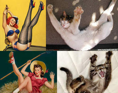 可愛又性感《海報女喵》超會擺POSE的貓貓們