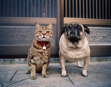 超純真日本貓咪攝影達人：岩合光昭