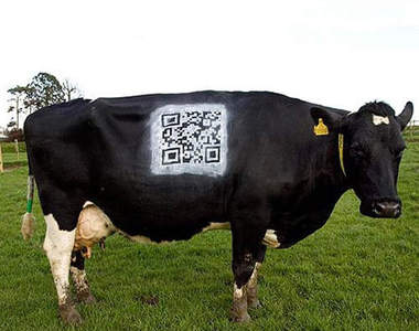 QR牛！用手機就可以閱覽牛牛的小檔案