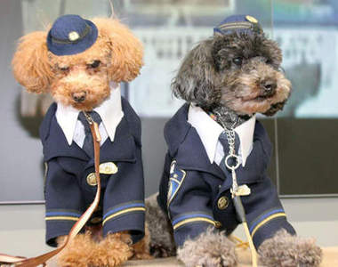 超人氣日本玩具貴賓警犬～可愛發行寫真集囉！