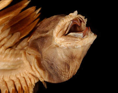 南極深海異型 675公尺底下迷失世界中的生物