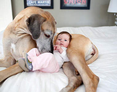 超溫馨狗狗 人最忠實的好碰油