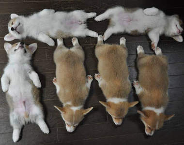 你已經集滿六隻柯基犬 還不快跟神龍許願 (？)