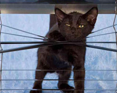 《貓與百葉窗》貓的~你為什麼要放陷阱...