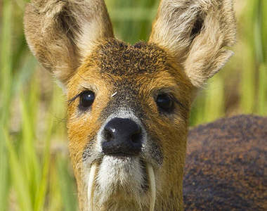 《吸血鬼鹿》好尖的牙齒喔～被咬到一定很痛