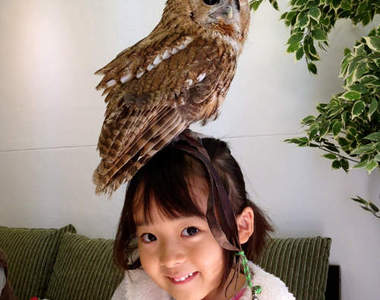 《貓頭鷹咖啡廳》看到喜歡的貓頭鷹也可以買回家喔♥