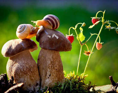 《蝸牛微距攝影》我要一步一步往上爬～