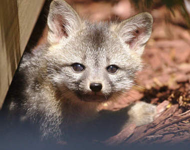 Facebook本社境內出生的超Cute狐狸寶寶♥