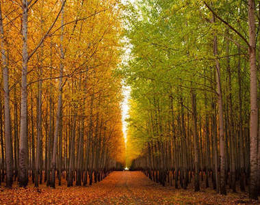 美國《絕美樹林》簡直是電影裡才有的場景