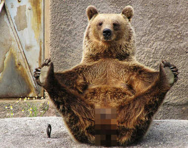 《好客熊》向你揮手是因為?( ̄(エ) ̄)ノ