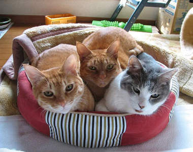 《貓貓愛擠擠》擠一起甜蜜蜜♥