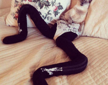 網路爆紅《長腿貓》我的腿....很性感吧？