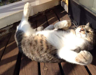 單身女子假日的度過方式 啊咧~背上的箭是......(拔)