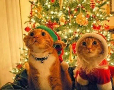 《寵物聖誕趴》他們就是主人最好的禮物~(抱)