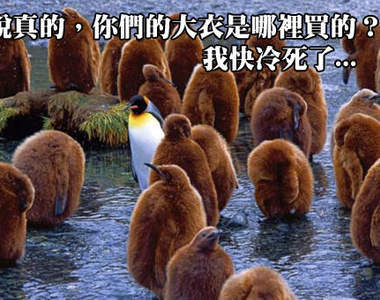 《傻呼呼企鵝動圖集》陸地上的企鵝超乎想像的遲鈍又可愛♥