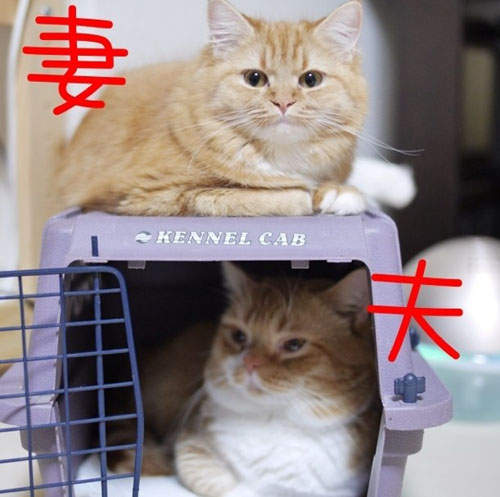 超萌 進擊的短足貓 直接進擊 萌翻你脆弱的心 ܫ