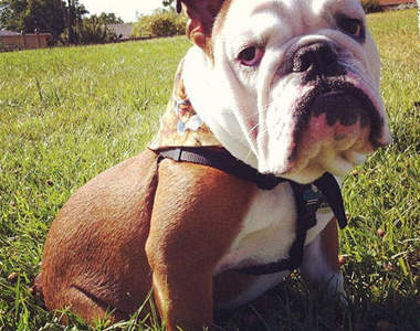 《鬥牛犬Winston》憂鬱的理由.....難道是因為沒骨頭可吃？