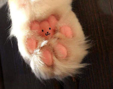 你一定不知道的 5 個關於貓肉球的秘密!!!