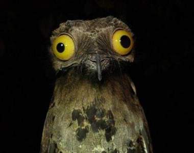 有《滾滾眼睛》的鳥類 這眼睛看起來真像假的......