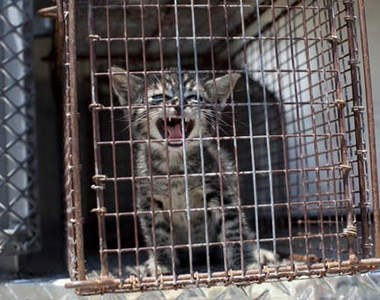 《收容所裡的動物》愛牠 就不要拋棄牠ಥ_ಥ