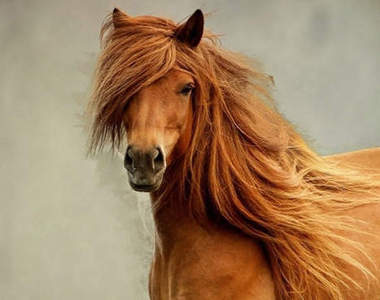 那些髮型比你還夏趴的駿馬　個個都是時尚馬斗