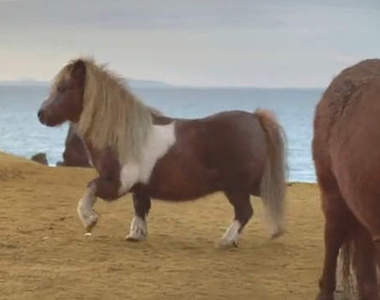 《跳舞小馬尬上鄰居母馬》原來馬界的感情跟人類一樣複雜～